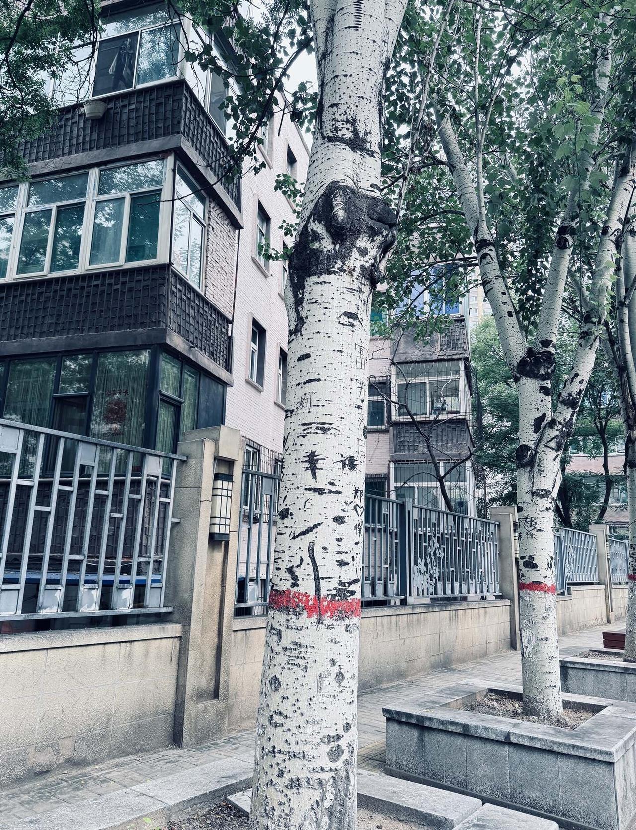 🌳睹物思人，见物思乡
在这里看到一排整齐的白杨树，瞬间就把自己的记忆拉回了家乡