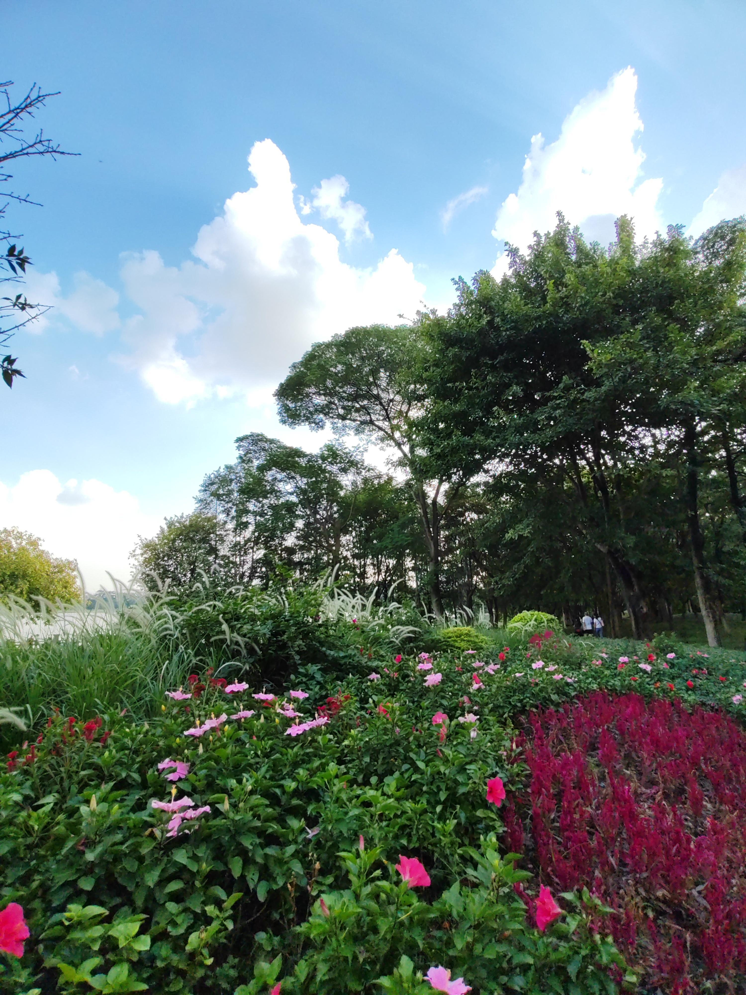 早安☀️赴一场夏日的山野与繁花，愿日子温柔晴朗。 ​​​