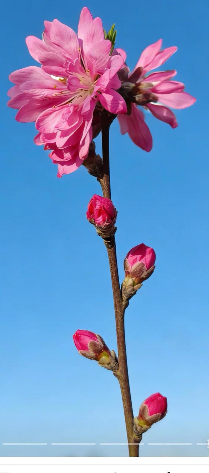 分享你手机中的花花草草请欣赏。