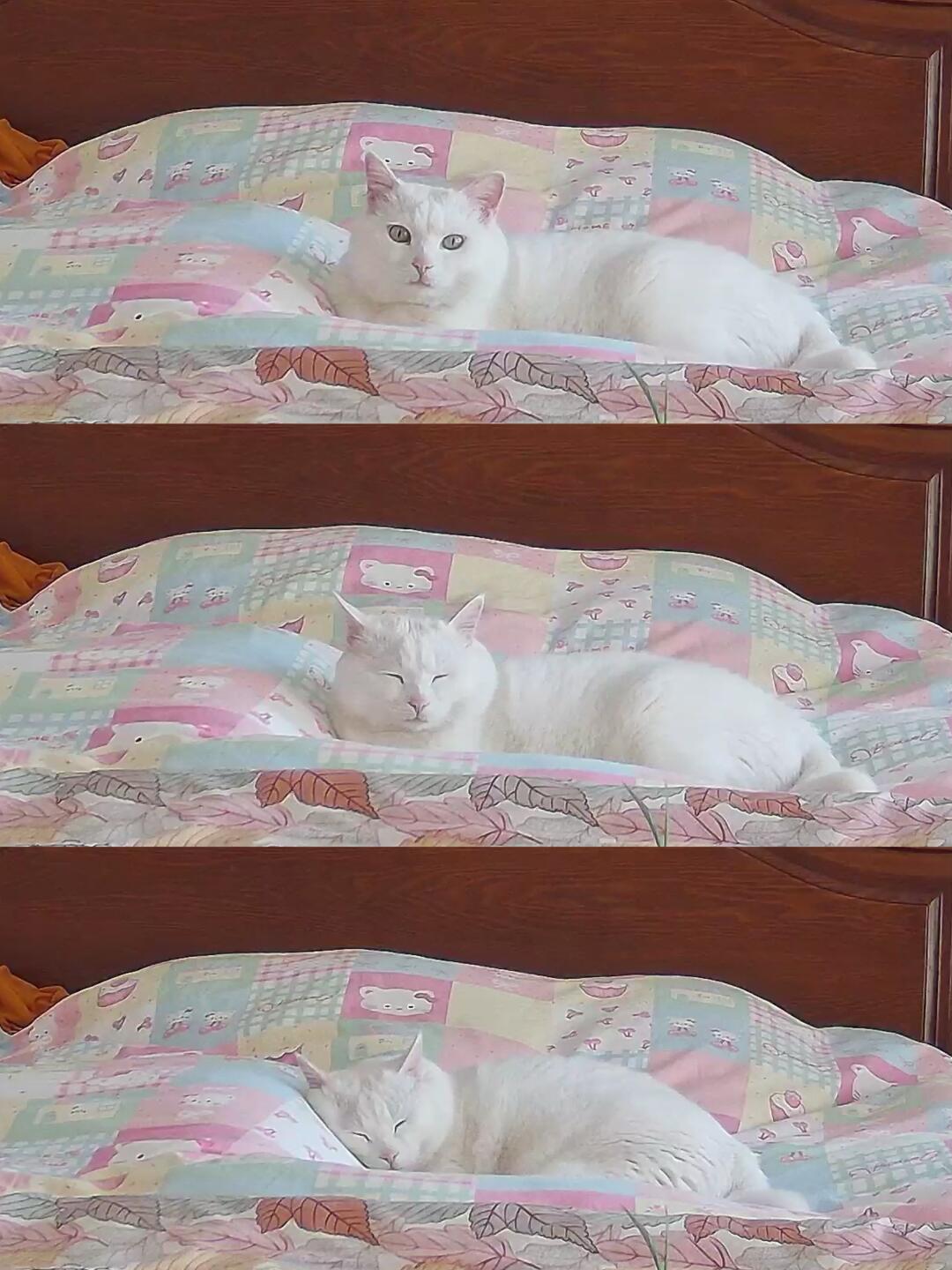 孕妇枕算是被哥用明白了