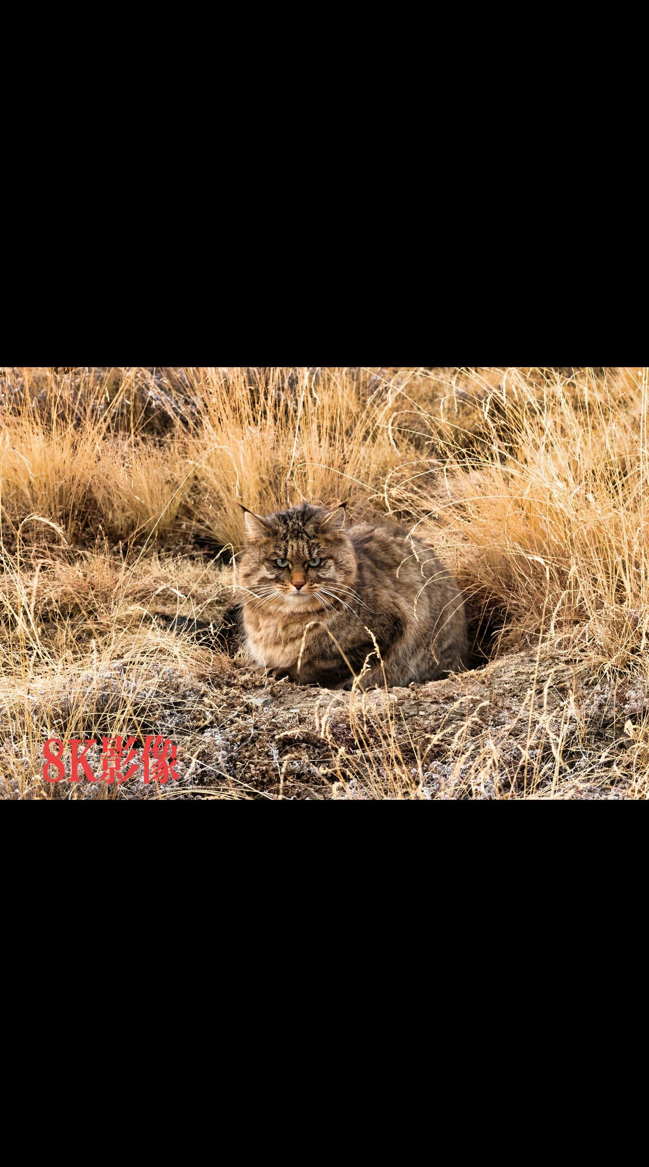 草原上的神猫
祁连山国家公园青海片区 神奇动物在抖音