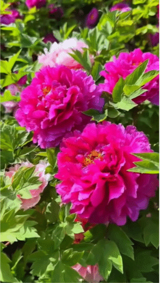 長安人生活在当下 
春日生活打卡季
多音字博大精深情于水
百花争艳言延年益寿诚邀