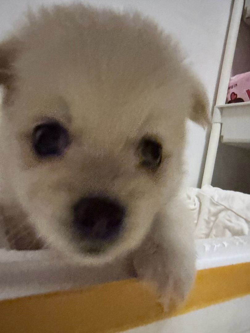 这个小狗怎么到家之后一直响