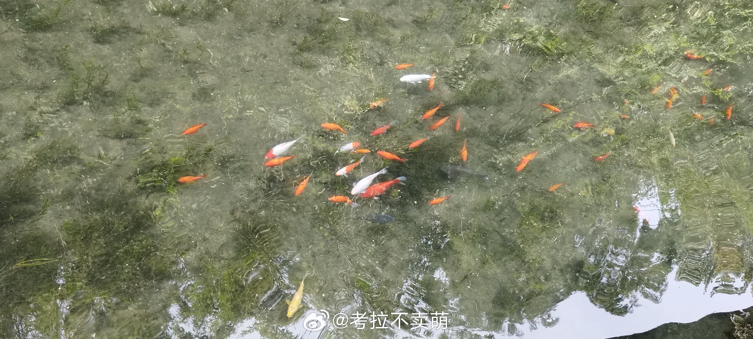 好耶！锦鲤！吸吸吸锦鲤[超话] ​​​