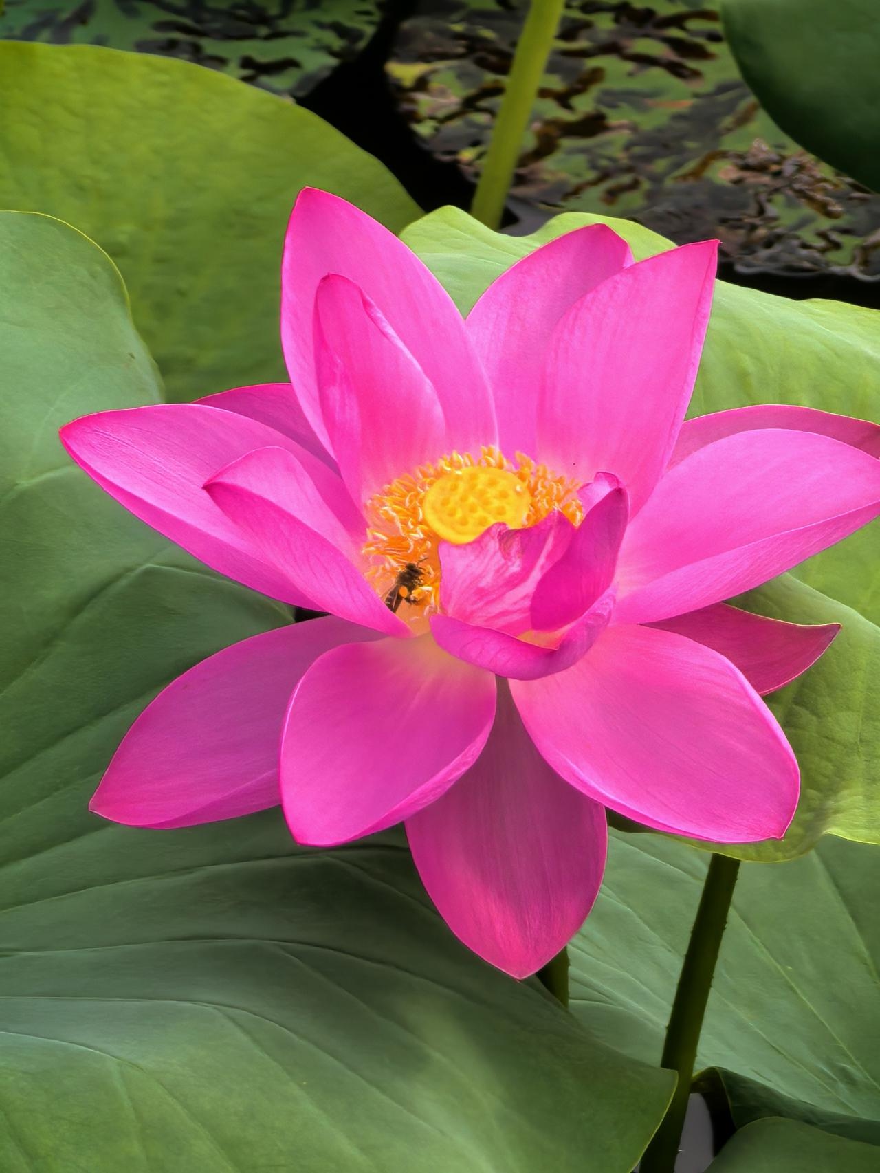 《题西太一宫壁》

一一王安石

柳叶鸣蜩绿暗，荷花落日红酣。

三十六陂春水，