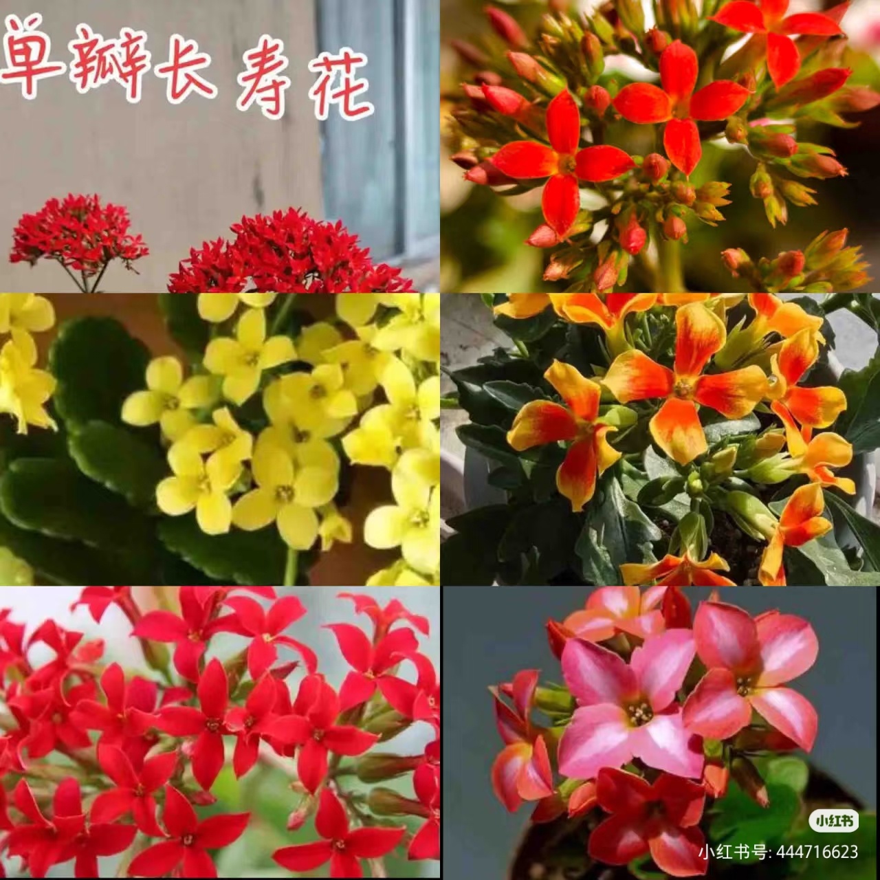 以后卖花的也要给lv交版权费，否则不准卖四瓣花 