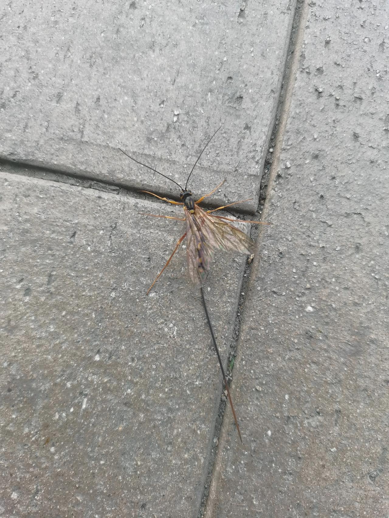 有谁认识这是什么，看上去好可怕