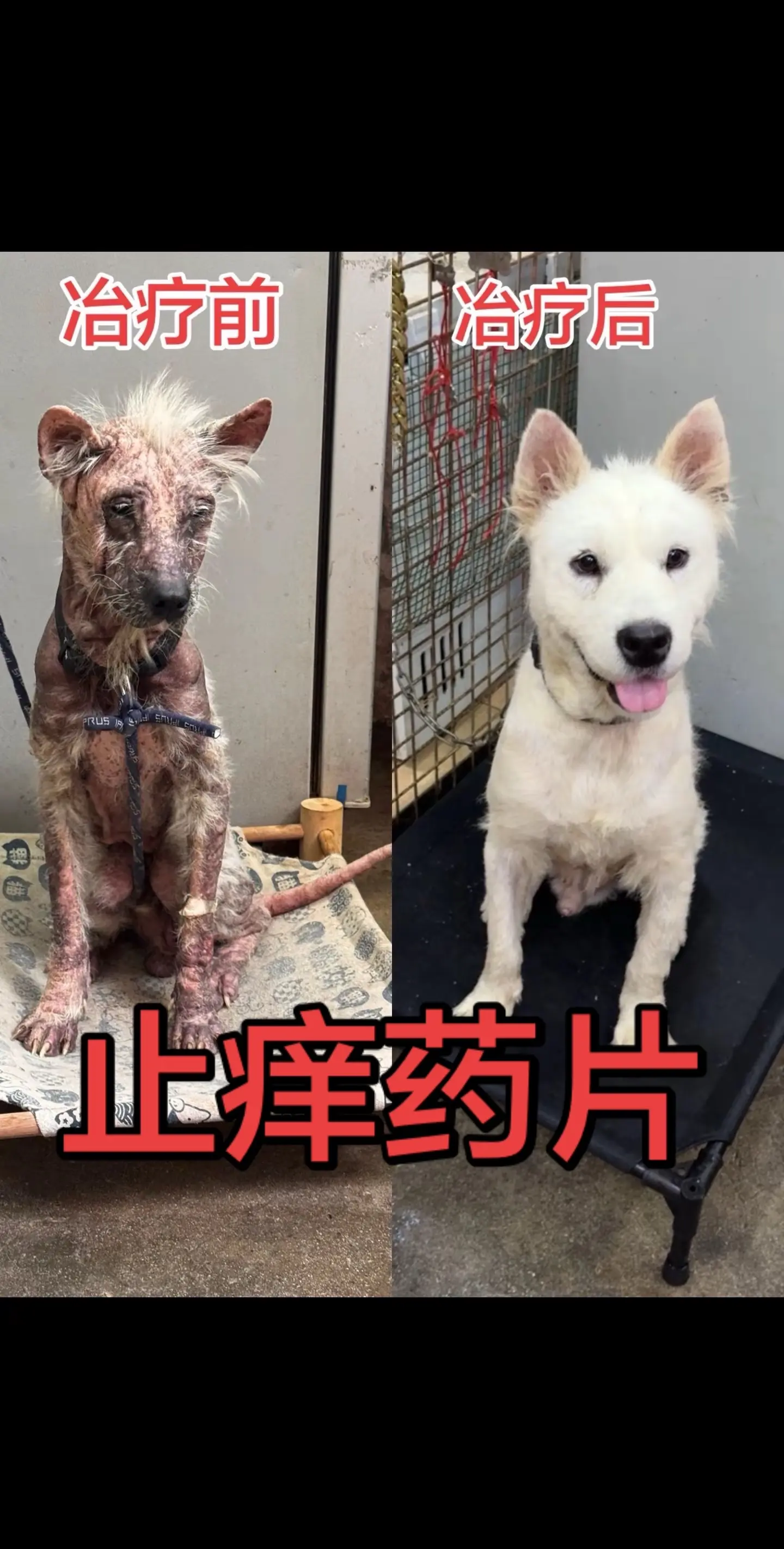 这么严重的狗狗，我们用一个多月就把它治疗好了，如果你们家狗狗有皮肤问题...
