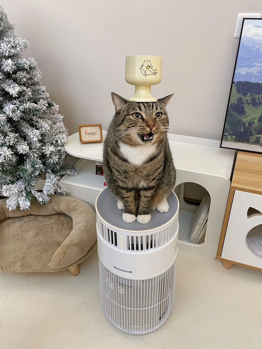 怎么办，养不起小猫了