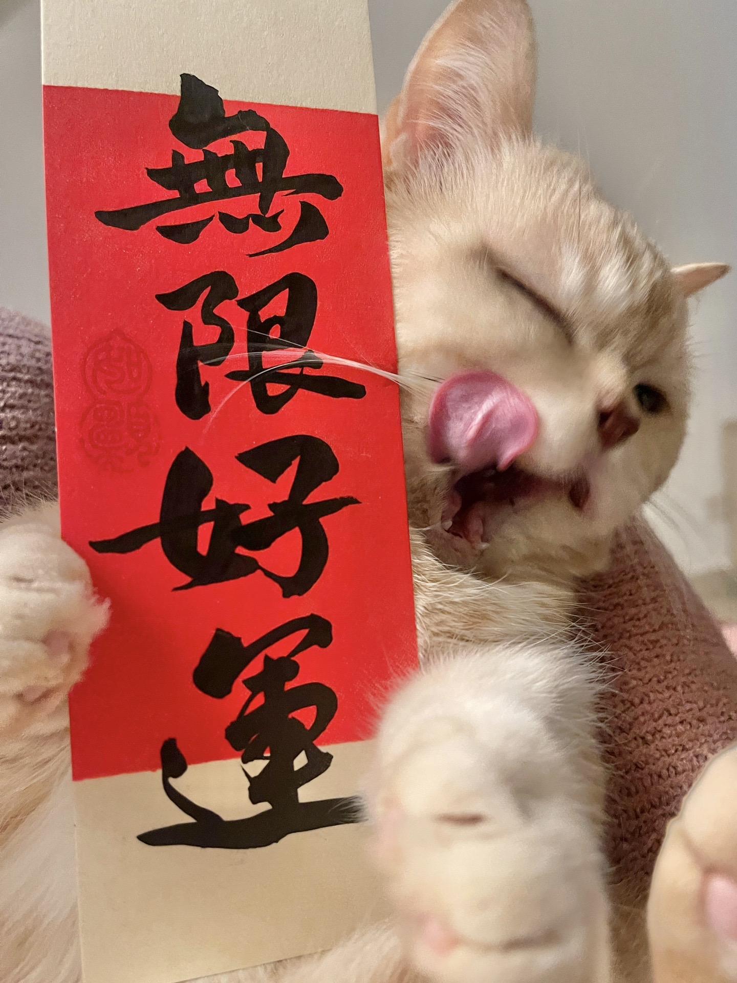 让猫猫把「无限好运」送给你