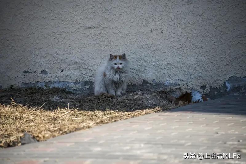 下班的路上偶遇一只流浪猫，他还向我挥手。