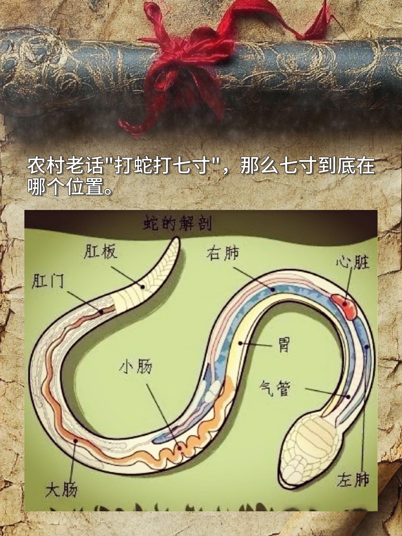 农村老话"打蛇打七寸"，那么七寸到底在哪个位置。