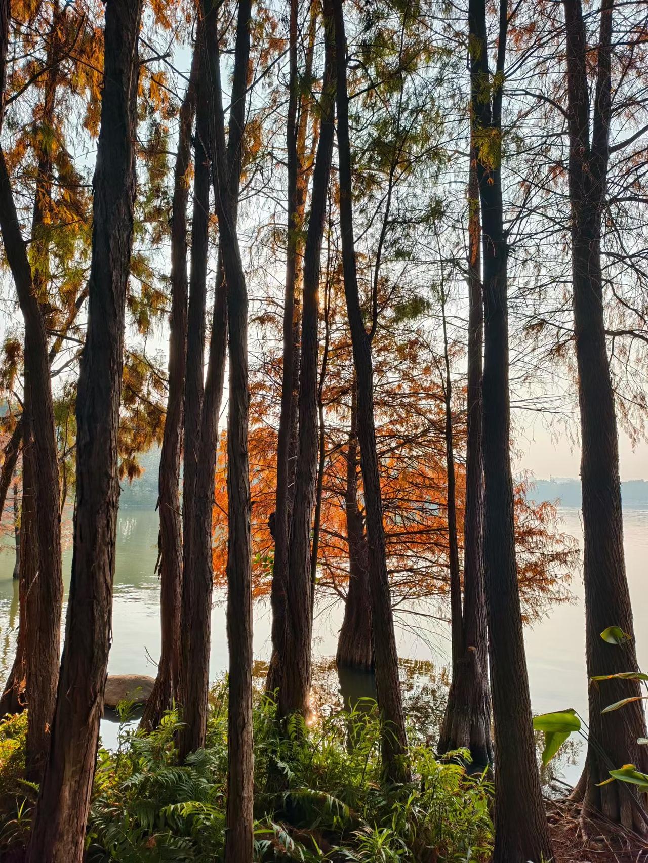 广州的冬日从不会冷清，暖阳轻洒，湖畔的落羽杉尽数染红，层层叠叠的红棕与金黄交织，