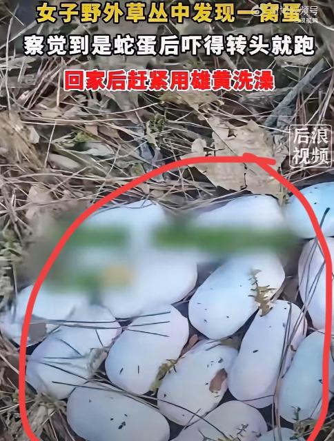 5月6日，浙江王女士登山时，在草丛发现一窝“野鸡蛋”，胆大的她还拿在手里掂量，哪