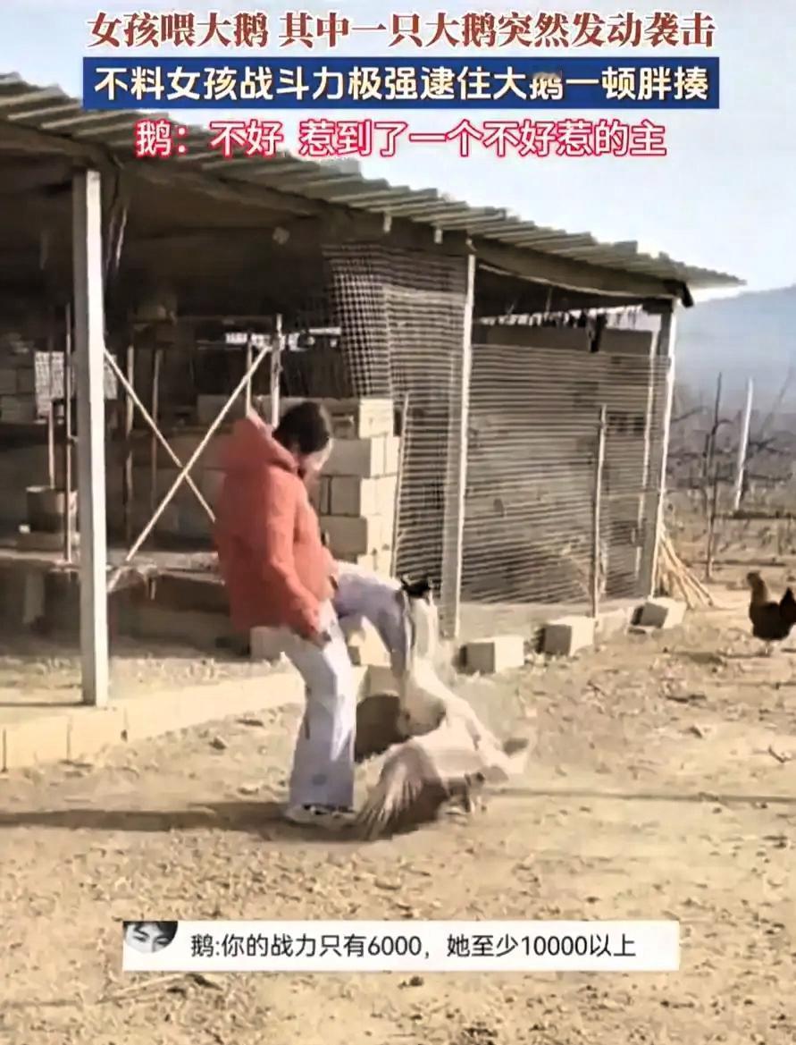 山东，一大学生放假回家，帮家里喂大鹅时，一只大鹅突然对女生发动袭击，面对嚣张的大