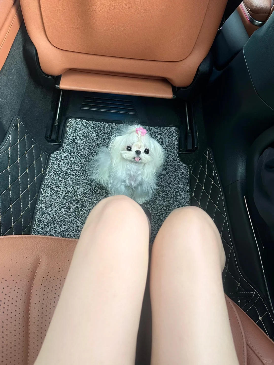 家人们！拼车拼到一只马尔济斯🐶