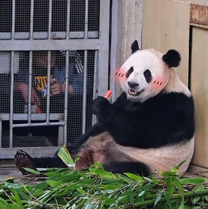 墩墩奶爸在门里给好奇递胡萝卜条吃，他已经三个月没见到自己的熊猫女儿好奇了，心里特