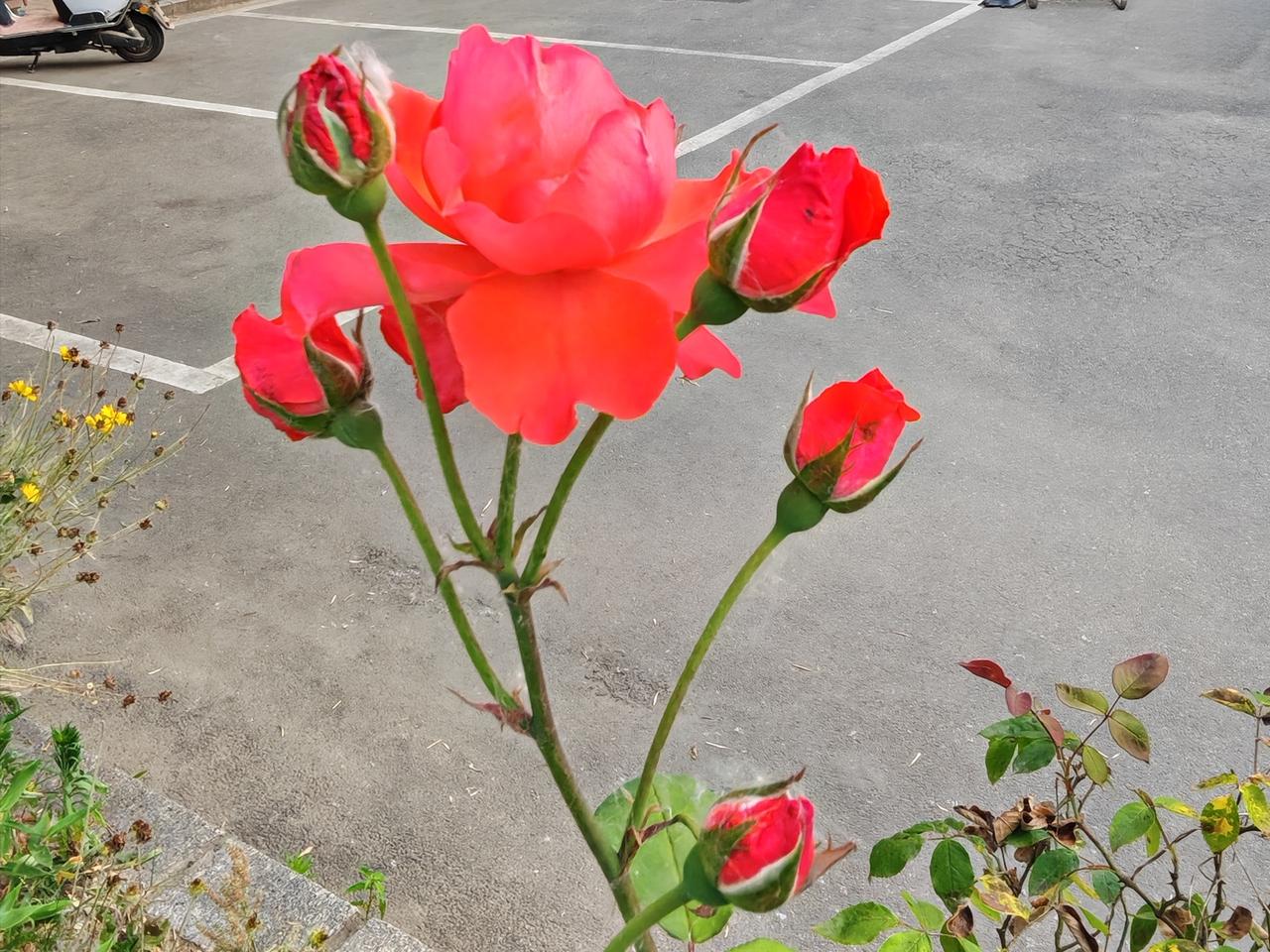 晒图笔记大赛
今日出门，眼前那片娇艳的花朵美得惊心动魄。红的像火，粉的如霞，好似