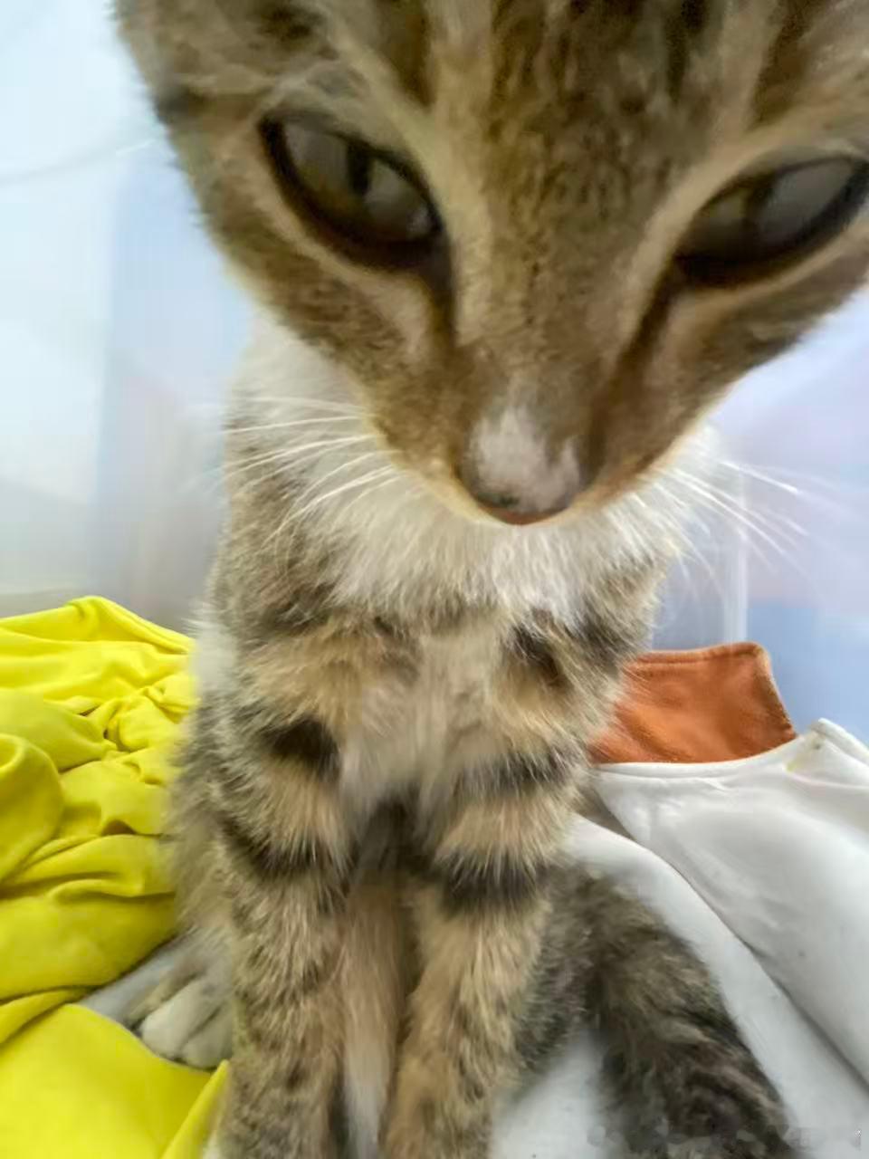 49236【丑猫】👽 
