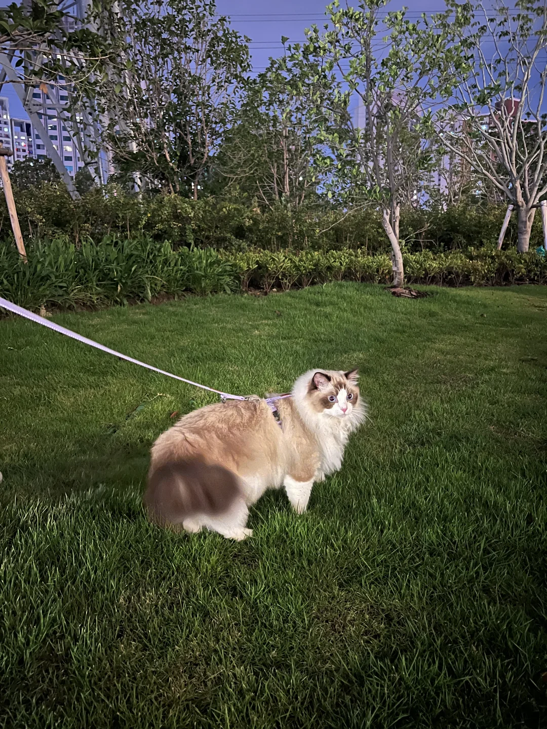 拥有一整个公园的快乐谁懂啊！