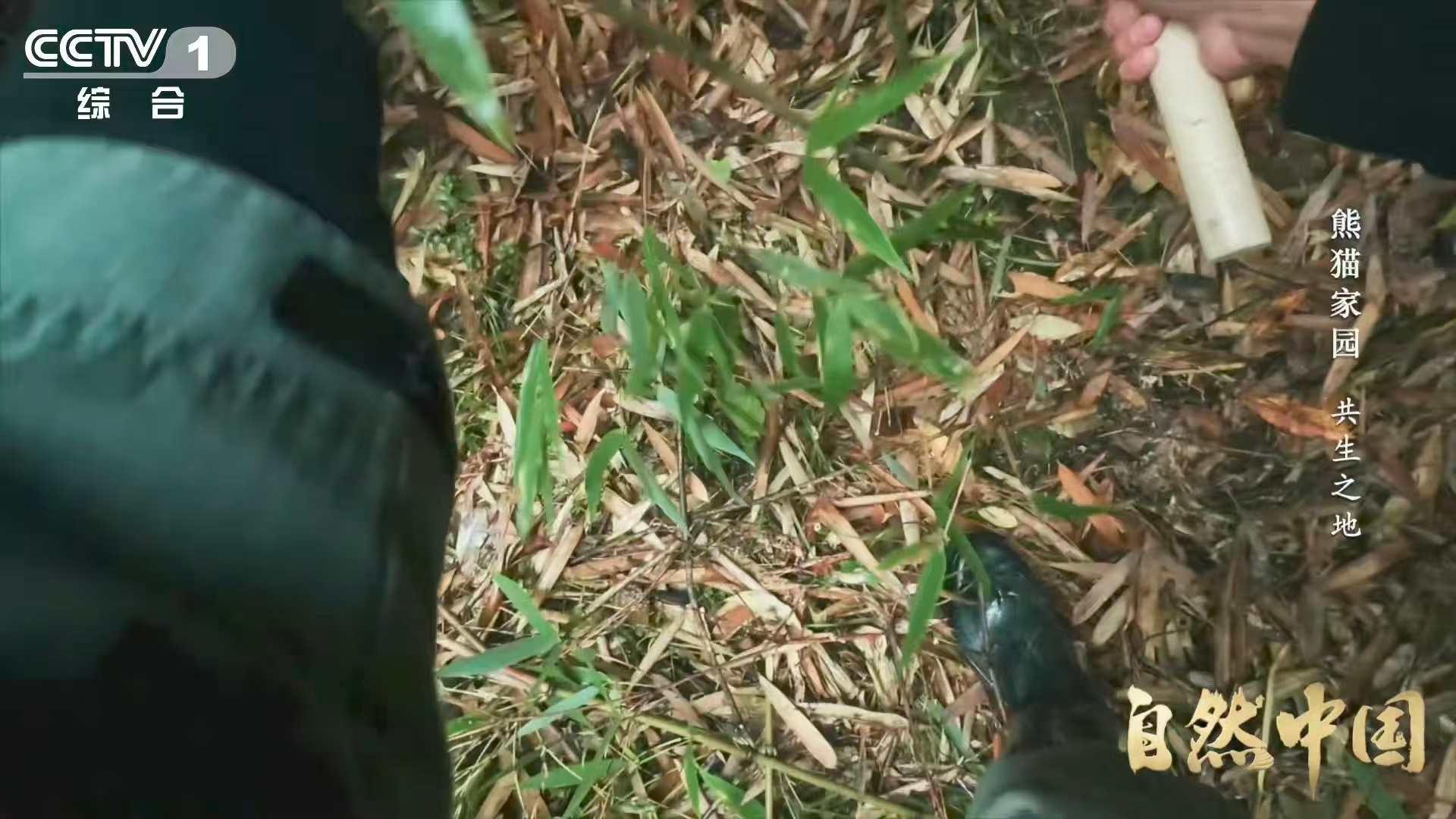 原来大熊猫不喜欢竹林疯长  竹子是熊猫的饭，但饭太多太密也会变成负担。大相岭的科