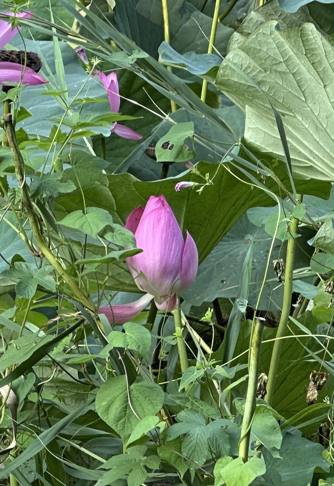 友出上联“微凉浅夏荷初露”，
我对下联“渐爽新秋菊正香”。
前半句是初夏风还裹着