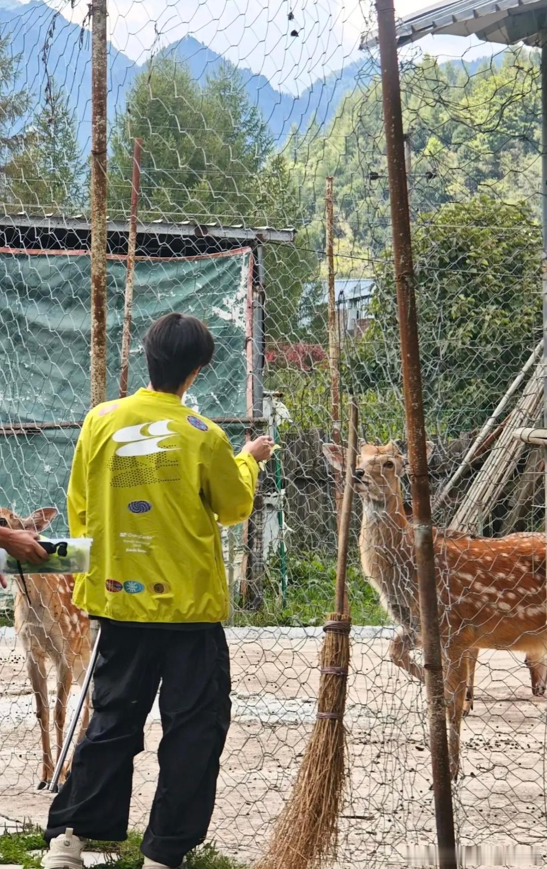 两只小鹿在对视 ​​​