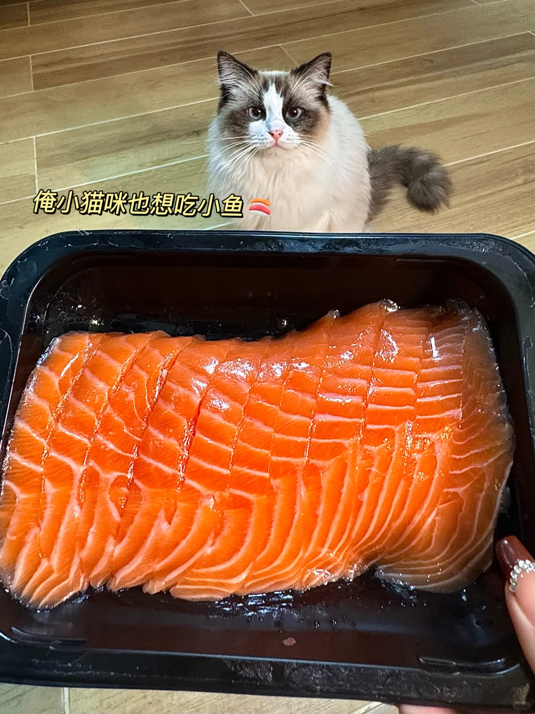 🍣坠好吃的三文鱼被我找到了！！！！