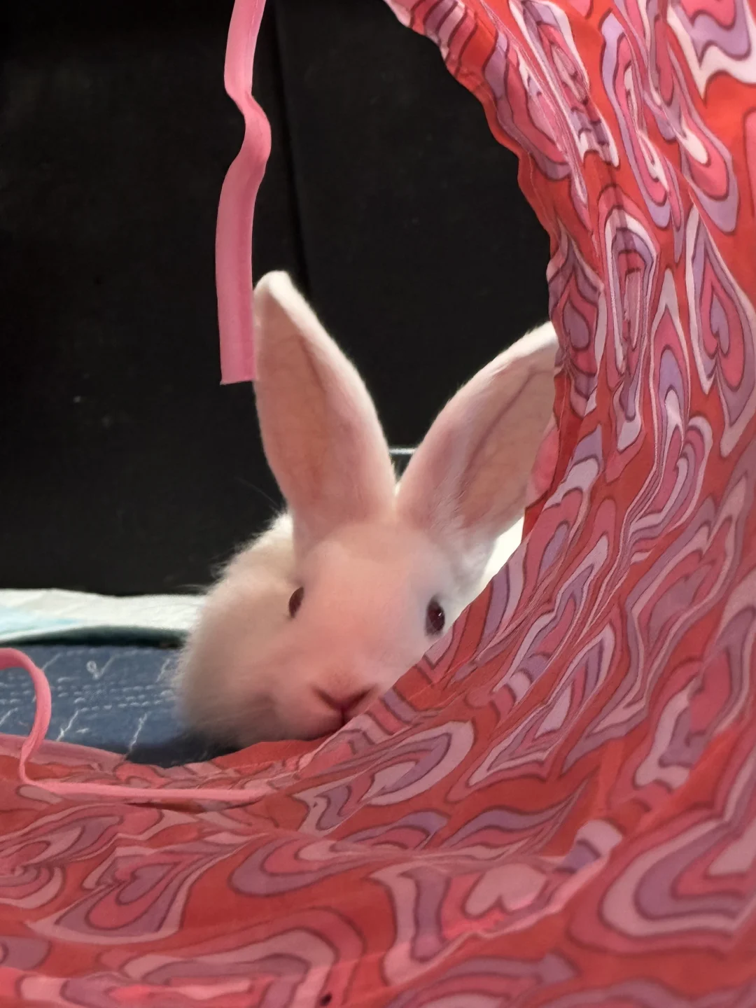 🐰洛杉矶两只可爱三个月弟弟待领养🥰