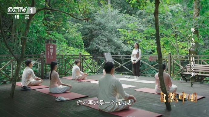 原来抱树的好处这么多 有一种疗愈方式是抱树 西双版纳勐远仙境，森林康养师带你抱千