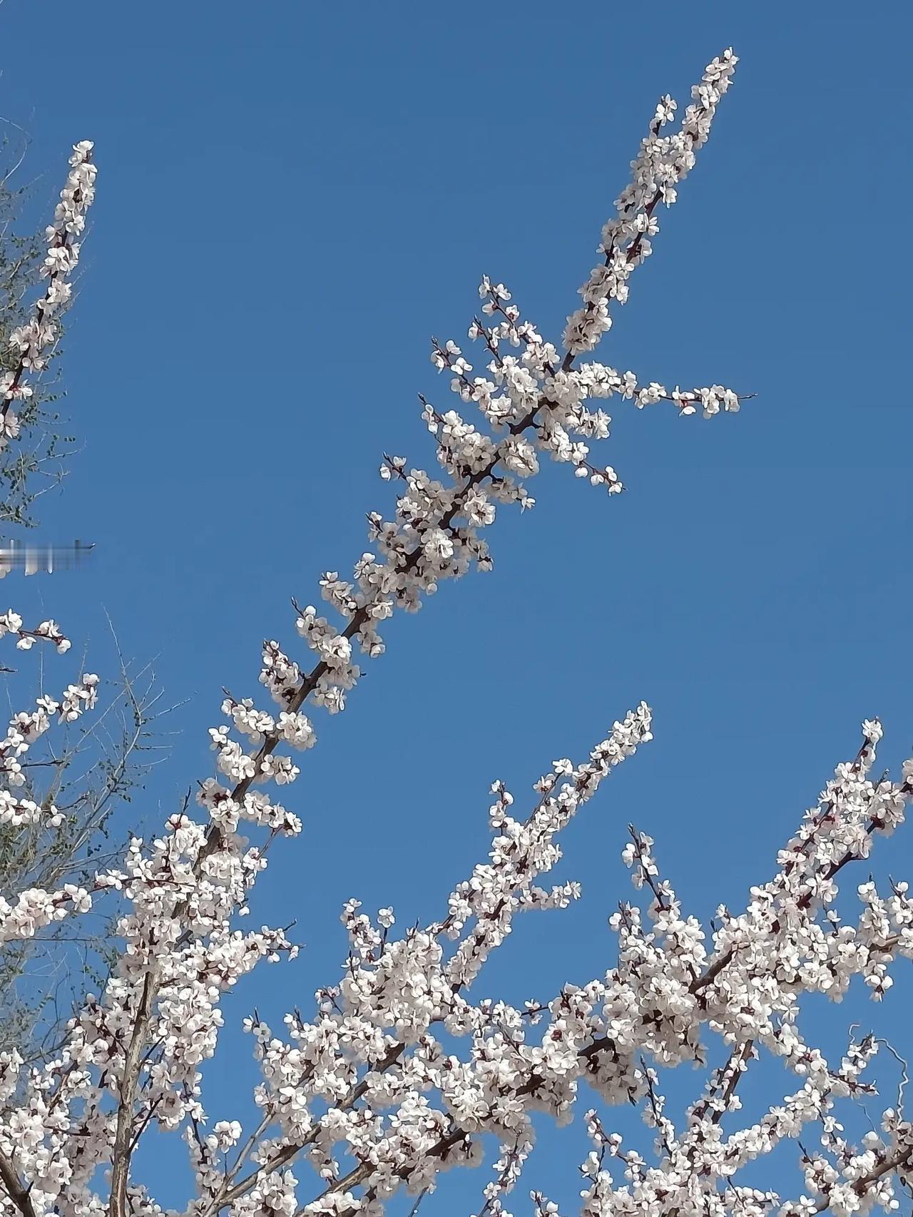 桃花岛

杏花开放，杏枝伸展朝天歌。春天的桃花岛上，桃花开完杏花开。岛上的春天是