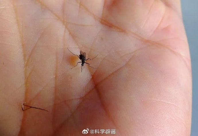 【#O型血的人更招蚊子系谣言#】#官方辟谣O型血的人更招蚊子# 进入夏天，很多人