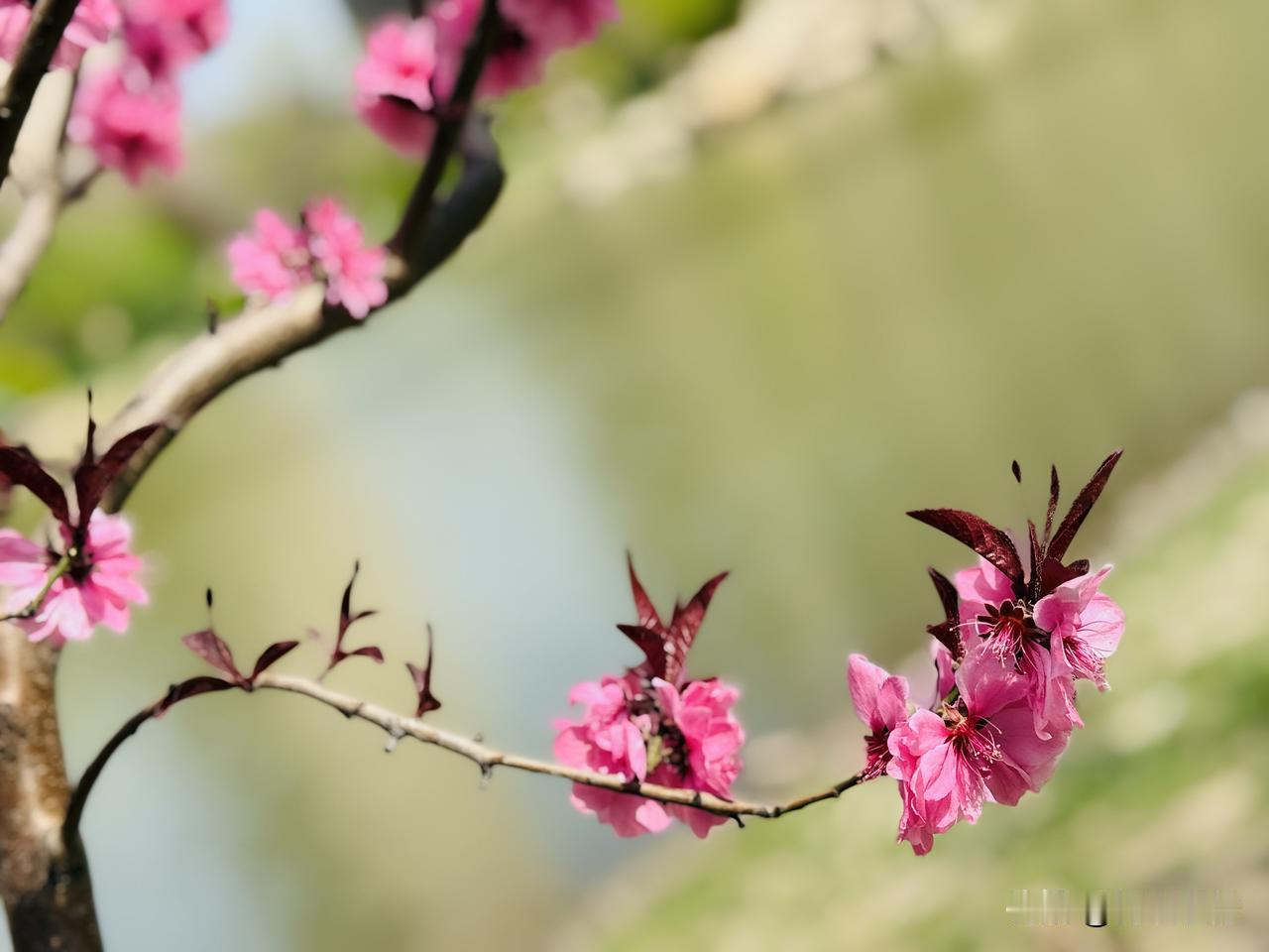 清平乐·围湖看花

软风梳柳，
蘸水桃红透。
信步长堤春在手，
满目流光如绣。