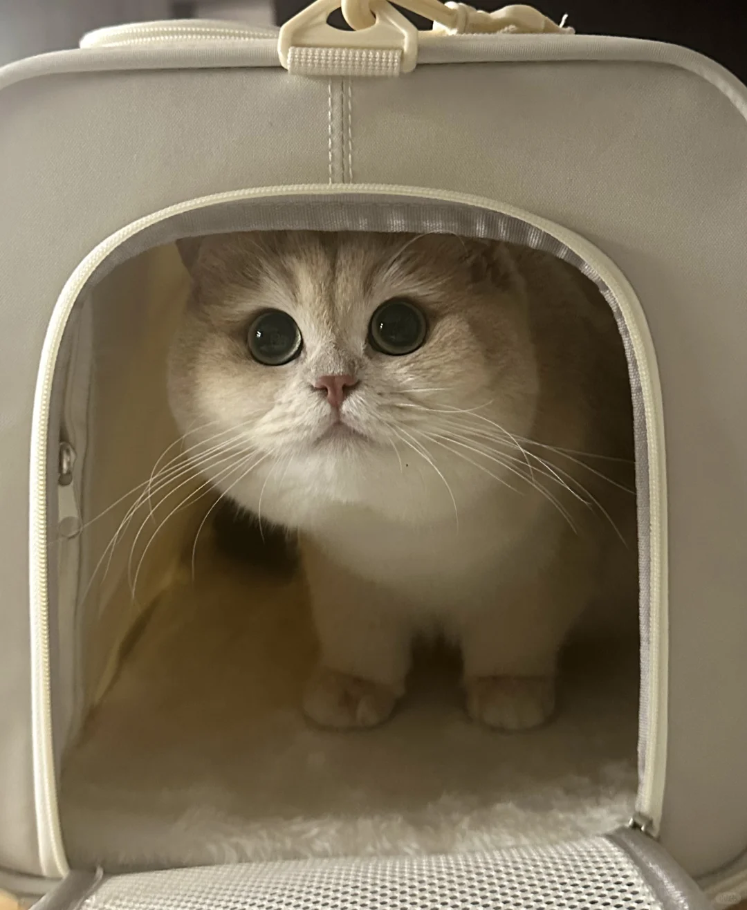 这是圆规画的脑袋！！