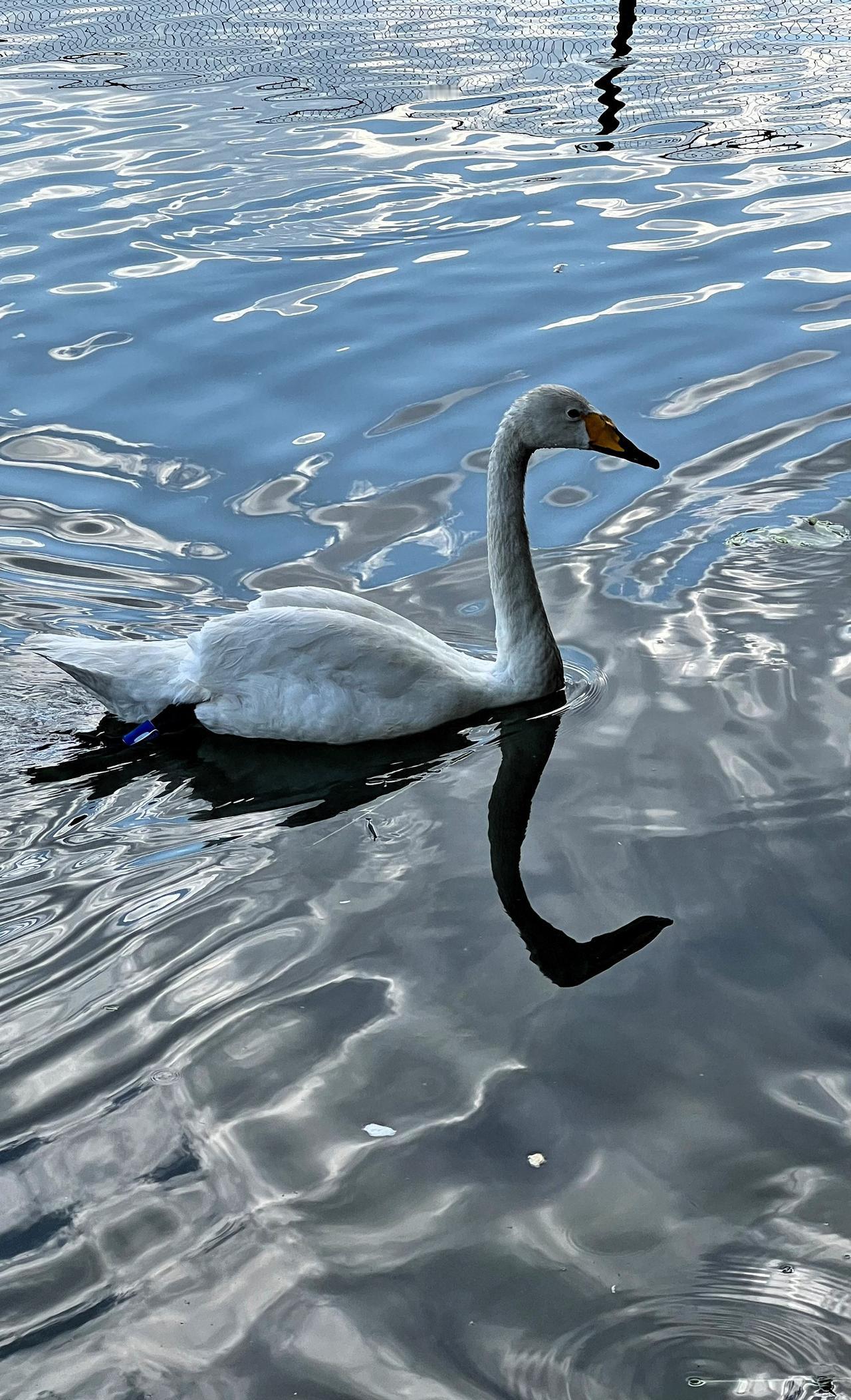 【原创】优雅的白天鹅在湖面上悠然自得，宛如一幅静谧的画卷。