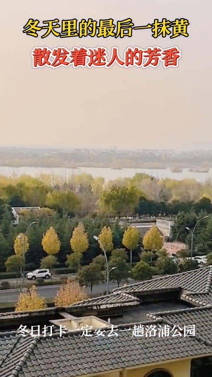 冬天里的最后一抹黄，散发着迷人的芳香。冬日打卡一定要去一趟洛浦公园。