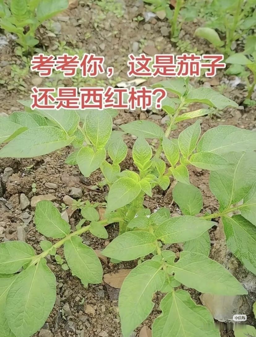考考你！
朋友们：
请大家都来说说吧！

考考你，这是茄子，
还是红柿？