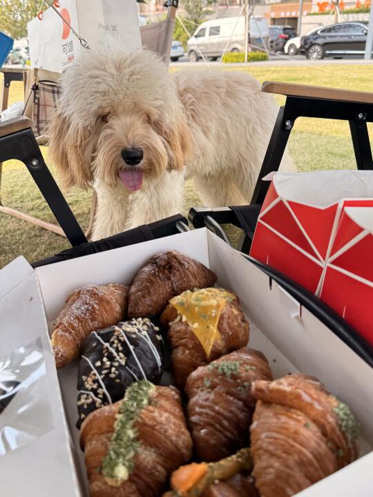 猜猜它最想吃哪个口味的牛角包🥐