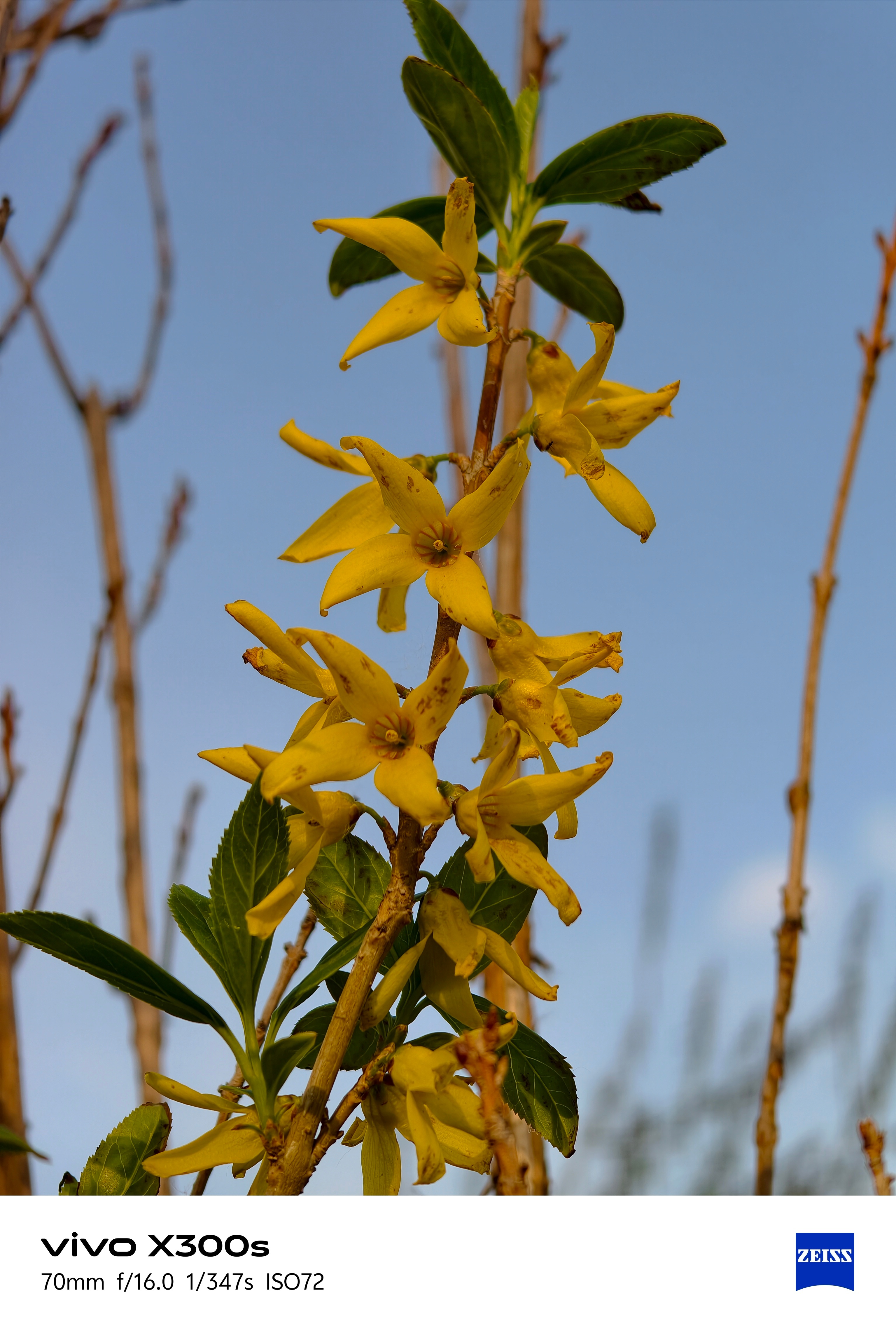 vivo X300s定格春日进度条：100%加载完成✅ 生活嘛，就是要永远鲜活、