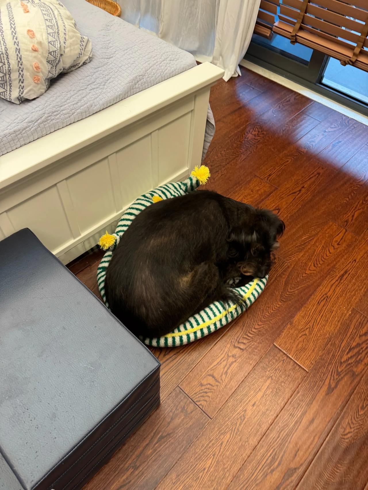 阿仔一定是学过缩骨功，这么小的猫窝他也能睡进去！#萌宠# #猫咪#