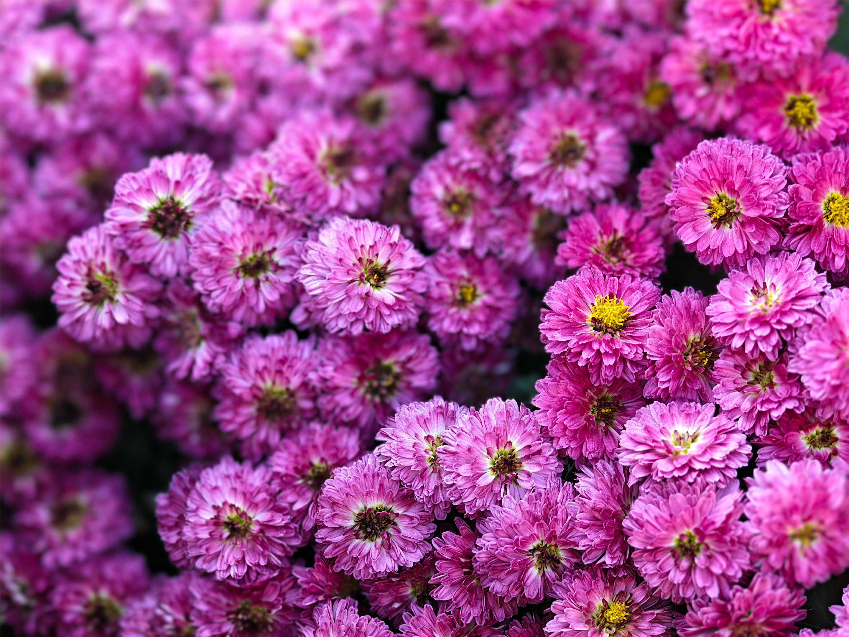 阅尽好花千万树愿君记取此一枝。