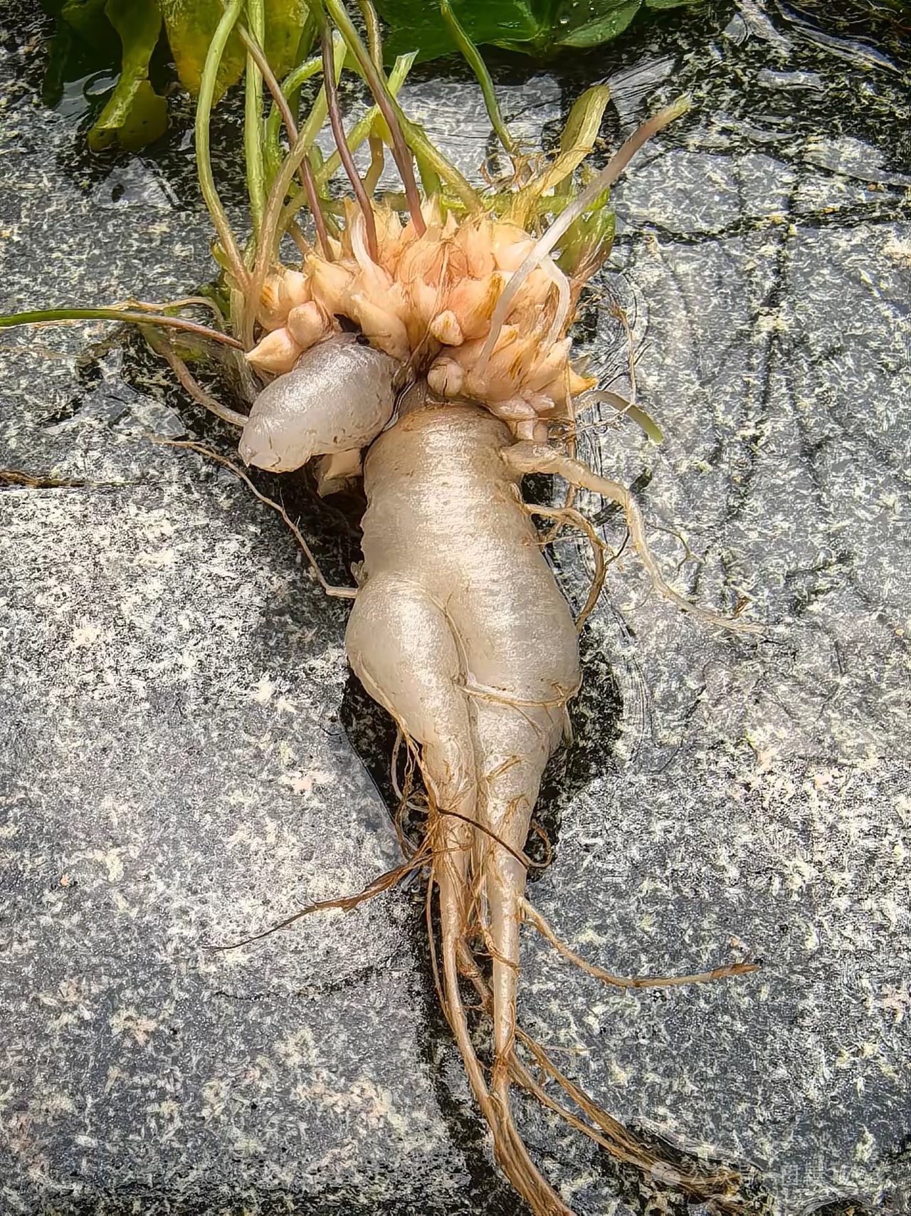 第一次见，根是透明的，有谁知道这个叫什么植物 