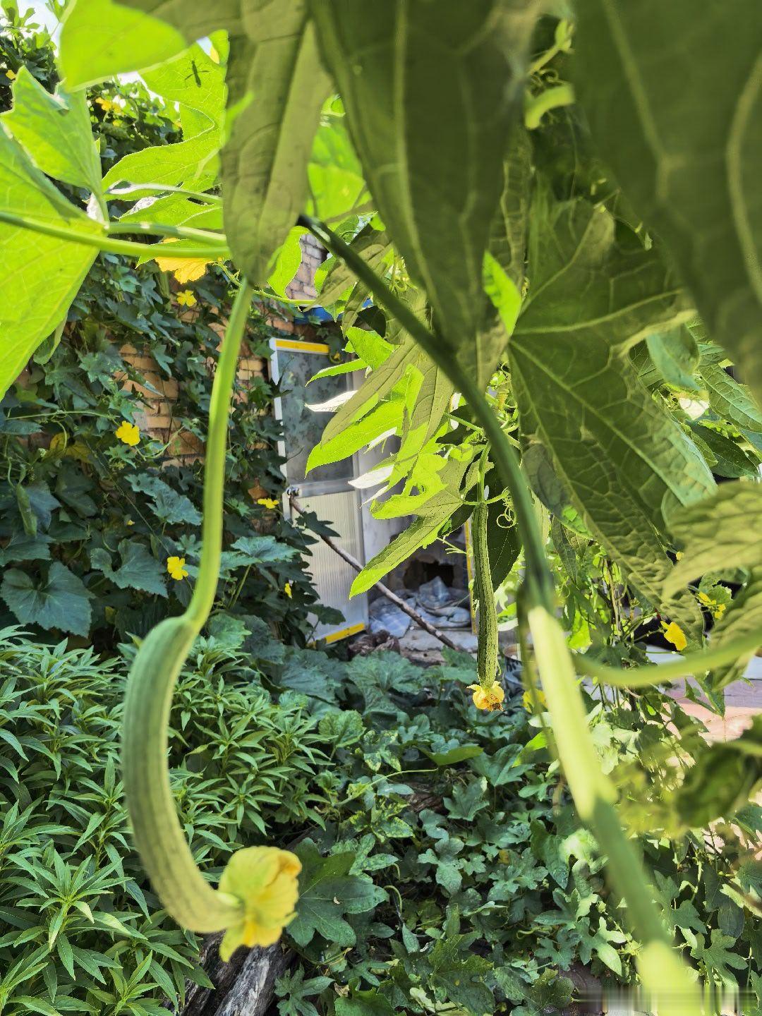 1、现在整体行情偏弱，德明利虽然小幅反弹了一波，但是后面跟进买入的资金不足。现在