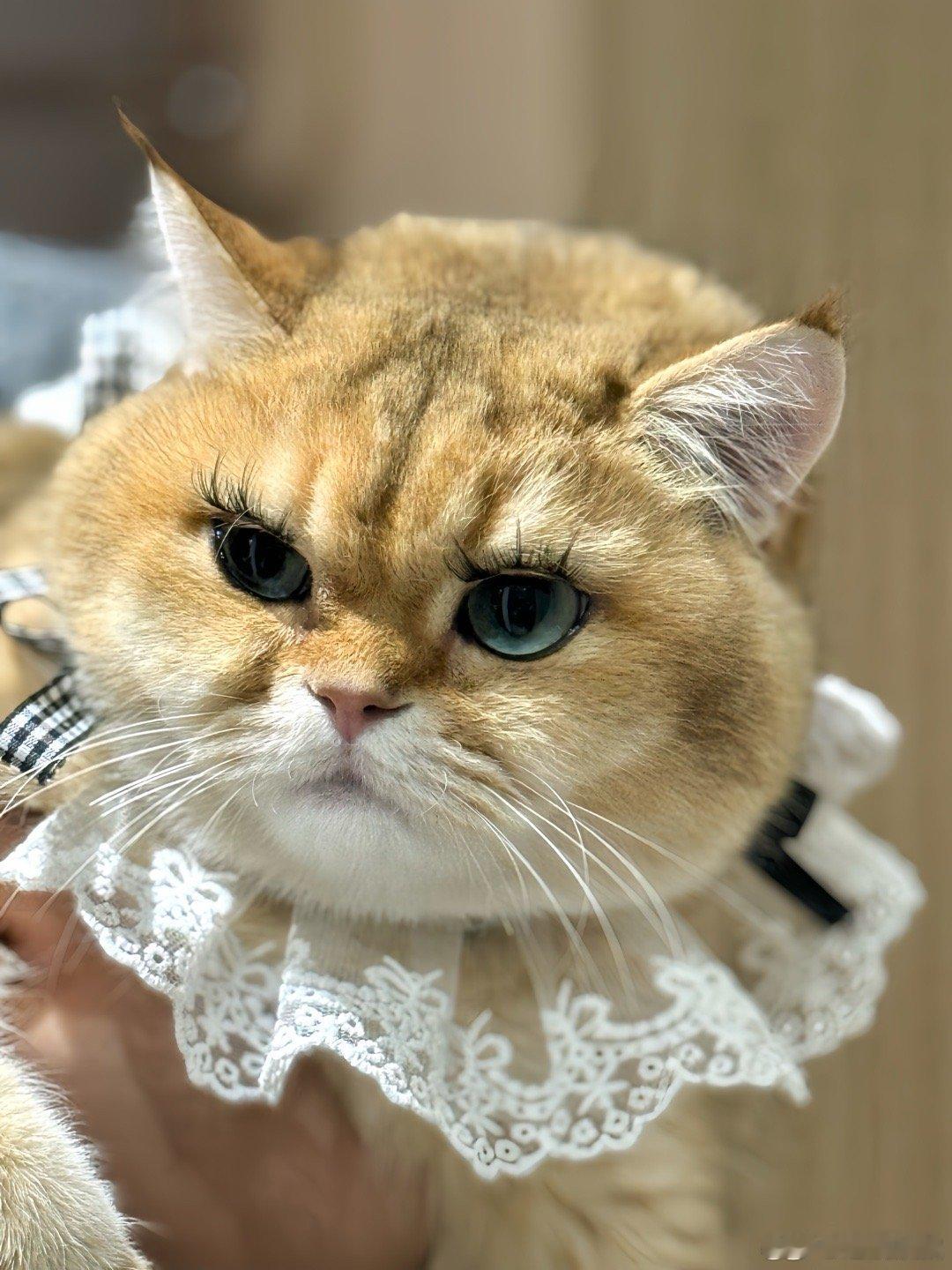 #粉丝偷易烊千玺的猫参加比赛#这粉丝也真的是太有意思了吧，没想到竟然还直接偷易烊