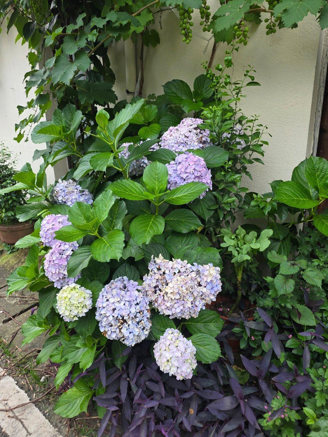 花正是芬芳时花草