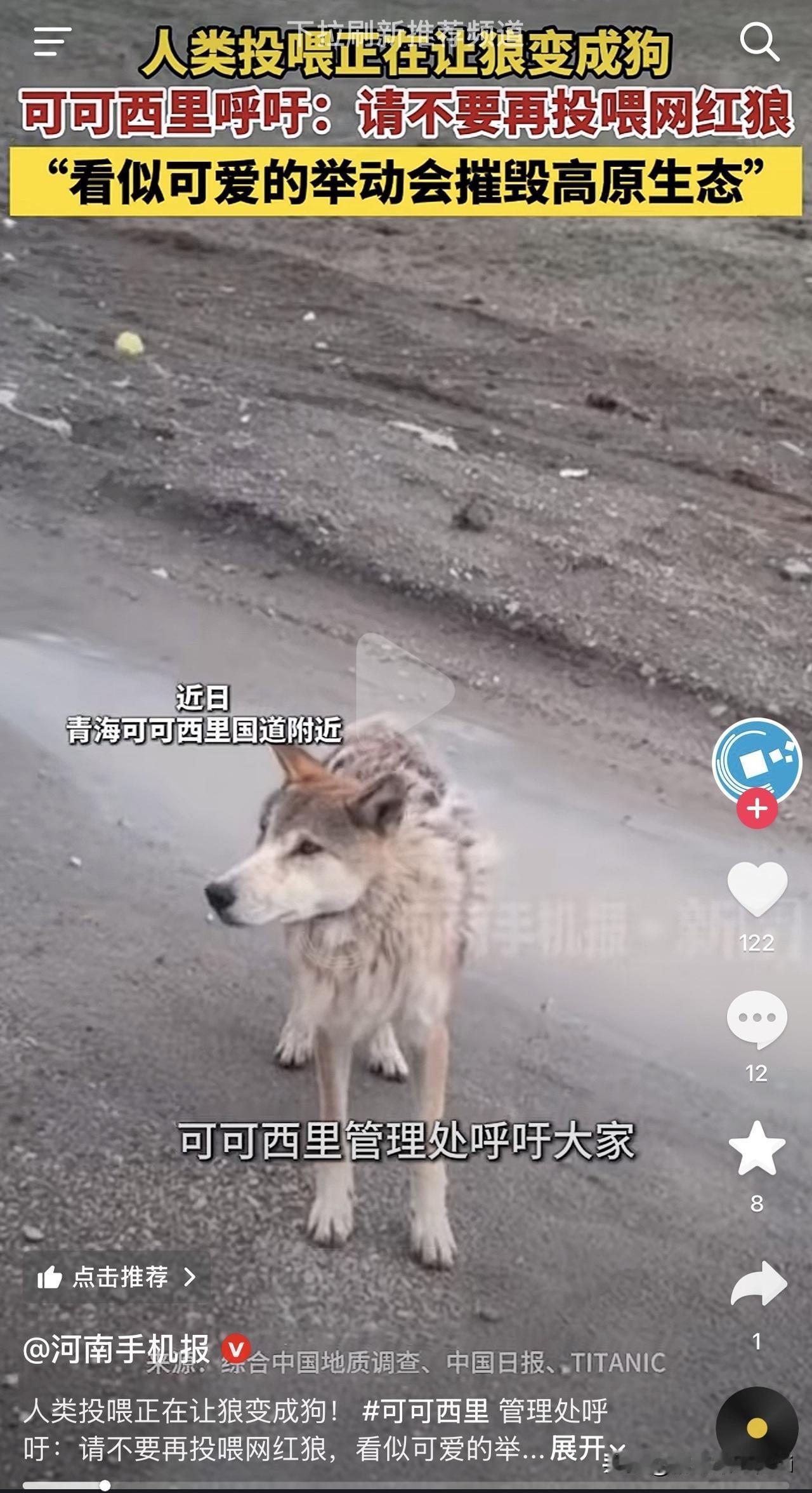它站在国道积水里，灰褐色的毛发乱糟糟的，眼神里已经没有荒野的影子了。可可西里管理