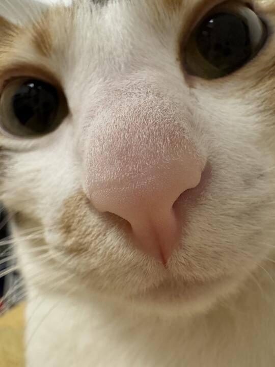 人 咪的鼻子大吗