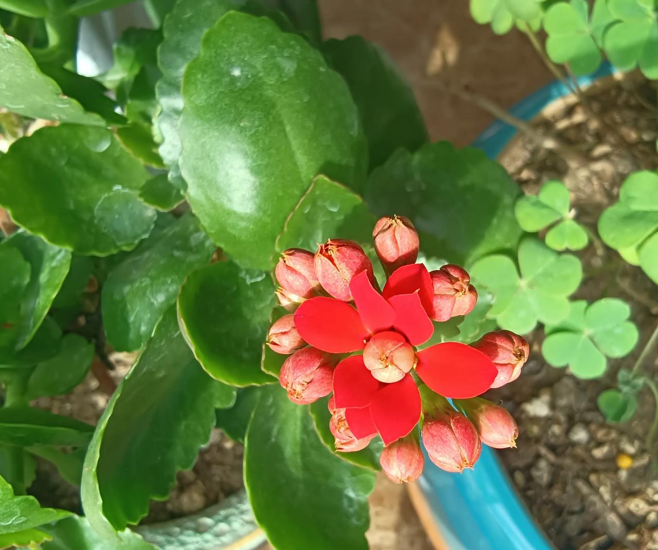 你喜欢什么颜色的花