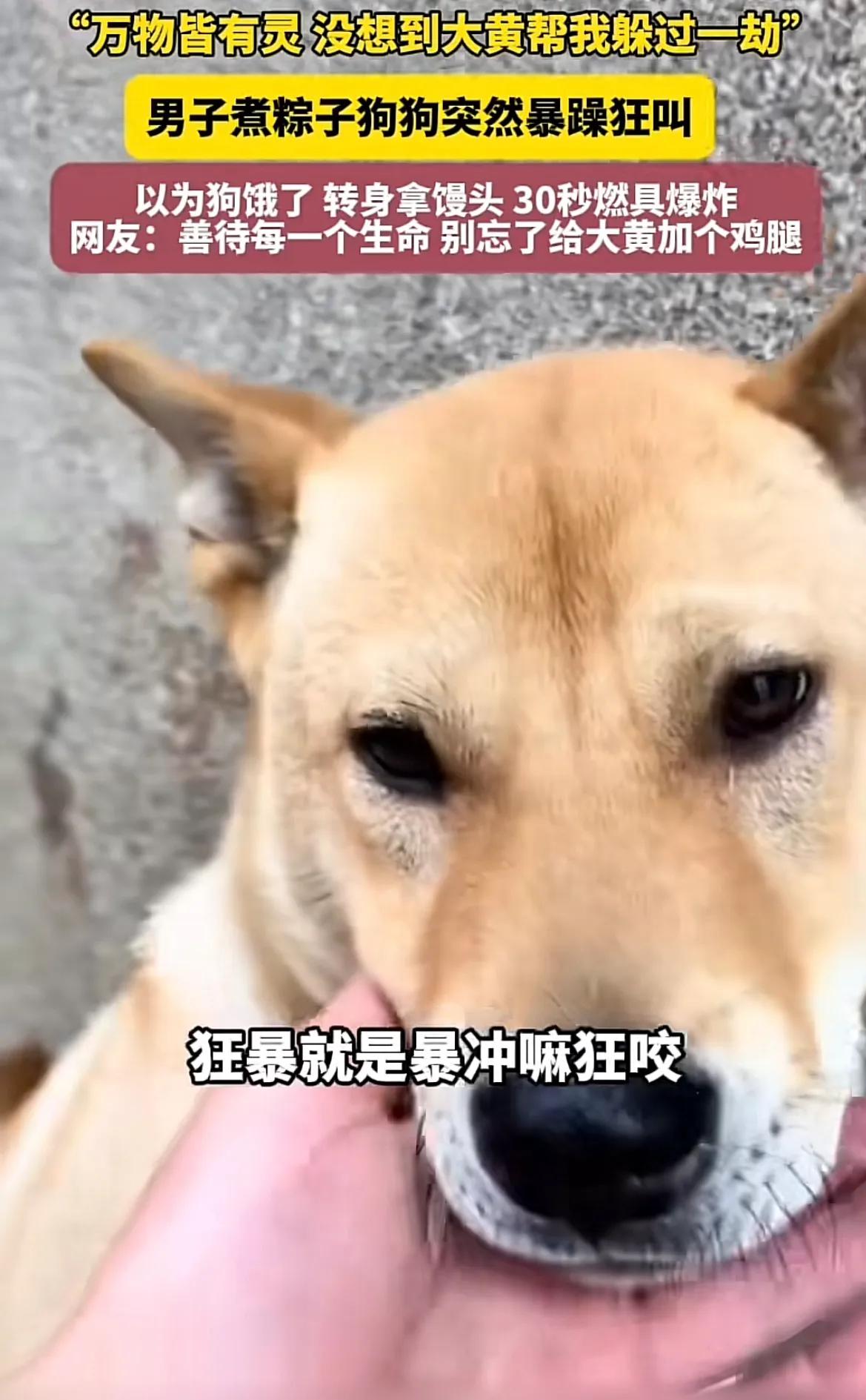 汪汪队立大功！山东一名男子分享他的惊险经历，多亏自家的狗狗，让自己幸运躲过一劫，