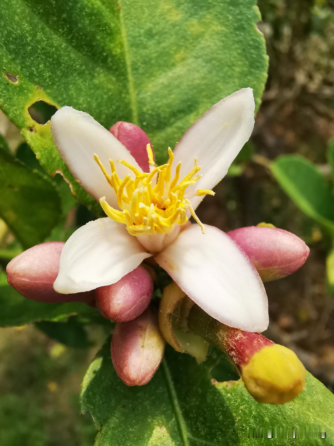 晒图笔记大赛柠檬花开贺新春。